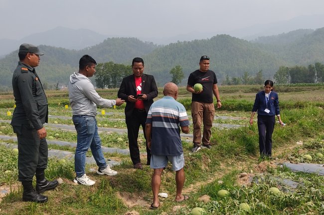 खोलाको बगरमा खर्बुजा खेती  आम्दानीको नयाँ श्रोत  बन्यो