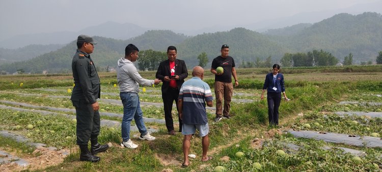 खोलाको बगरमा खर्बुजा खेती  आम्दानीको नयाँ श्रोत  बन्यो